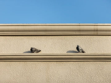 Learn How to Keep Birds Out of Gutters  |Art of Gutter