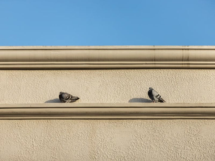 Learn How to Keep Birds Out of Gutters Art of Gutter