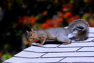 Squirrel on a home's roof